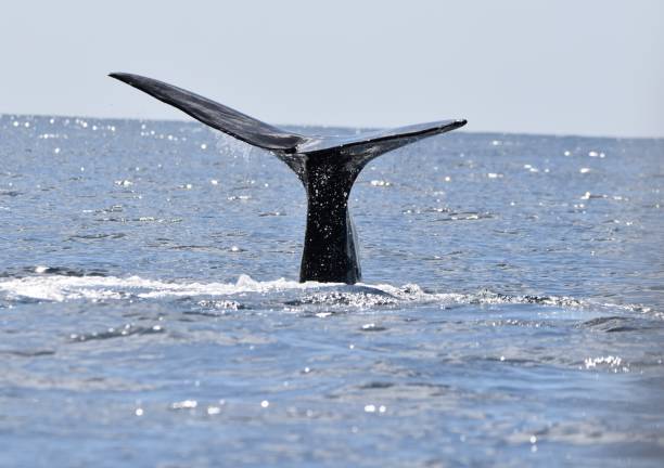 Sperm whales (cachalot), scientifically known as Physeter macrocephalus, in the Caribbean Sea off the coast of Roseau, Dominica.