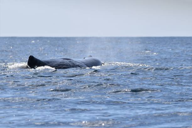 istock Sperm Whales in Dominica, West Indies 1456931376