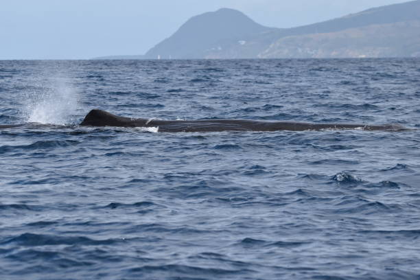 istock Sperm Whales in Dominica, West Indies 1456931464