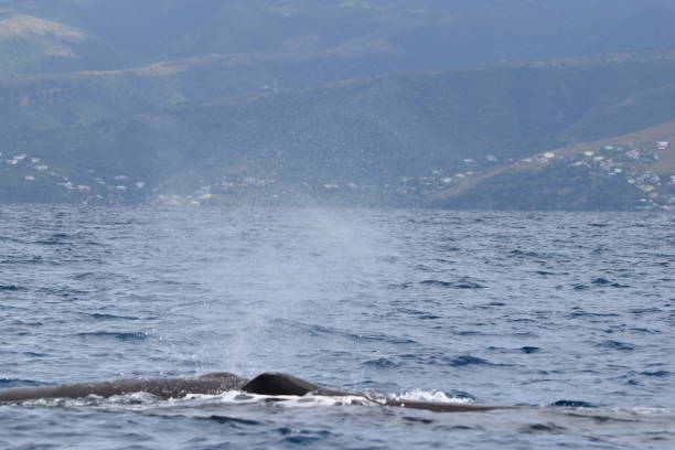 istock Sperm Whales in Dominica, West Indies 1456931493