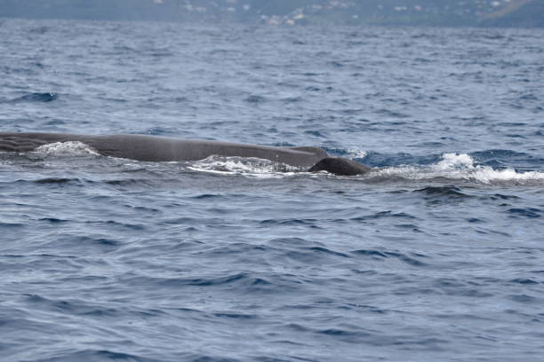 istock Sperm Whales in Dominica, West Indies 1456931499