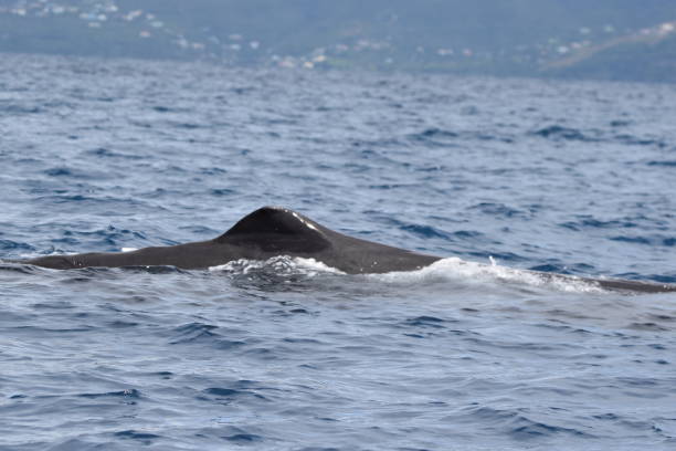 istock Sperm Whales in Dominica, West Indies 1456931511