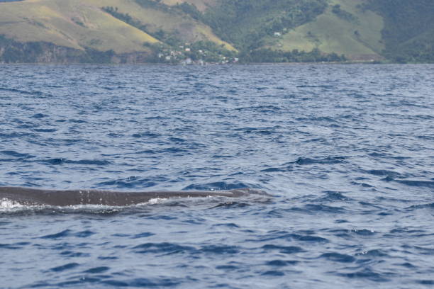 istock Sperm Whales in Dominica, West Indies 1456931520