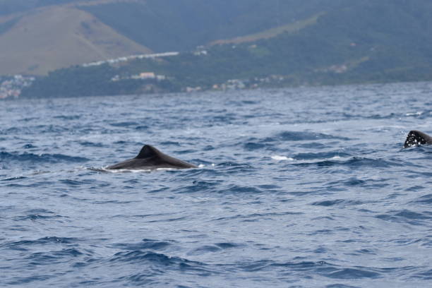 istock Sperm Whales in Dominica, West Indies 1456931536