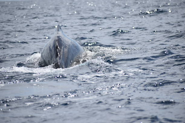 istock Sperm Whales in Dominica, West Indies 1456931554
