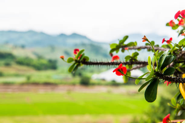 Poi Sian flowers with natural view, Thailand.