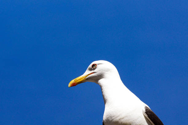 istock Low angle view of of seagull against blue sky 1456933079