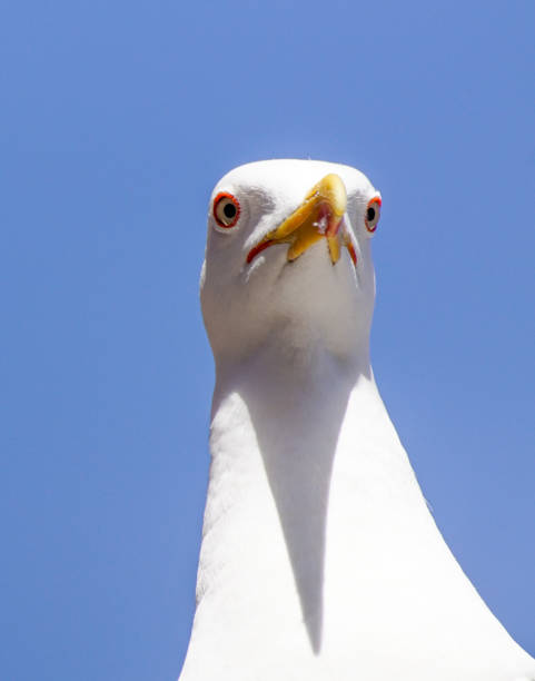 istock Low angle view of of seagull against blue sky 1456934342