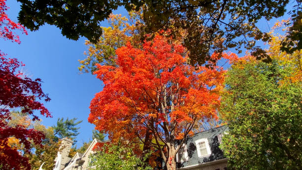 istock Autumn foliage and luxury house 1456935836