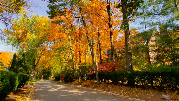 Red orange trees with sun behind them