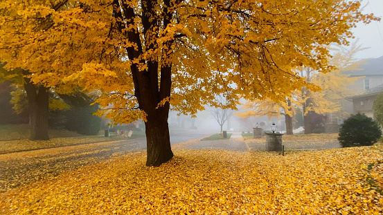 Autumn mist in Toronto