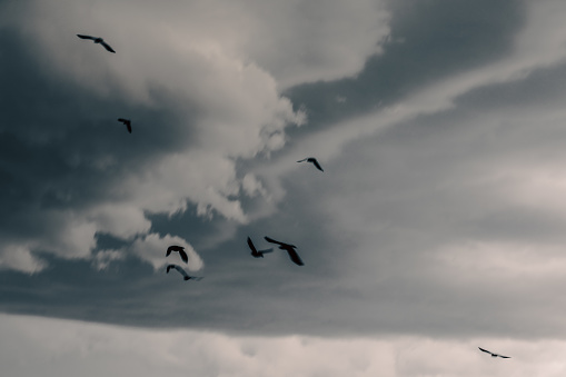 dramatic sky and flying birds