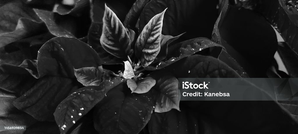Monochromatic Poinsettia Flower Black and white photograph of a poinsettia flower in bloom. Abstract Stock Photo