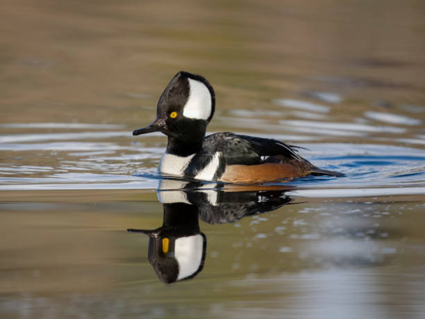 istock Hooded merganser, Lophodytes cucullatus 1456940062