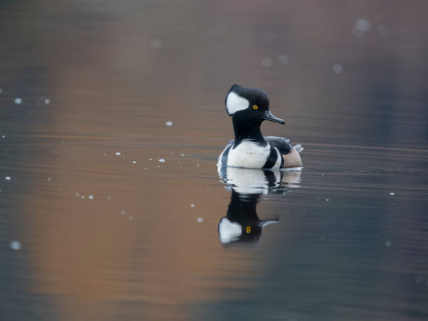 istock Hooded merganser, Lophodytes cucullatus 1456940067