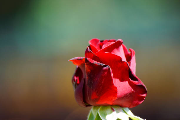 red rose isolated on white background