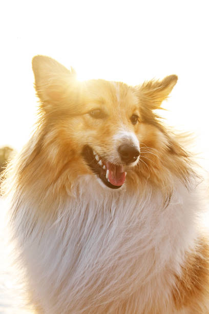 istock Sheltie - Shetland sheepdog sunny portrait. 1456942476