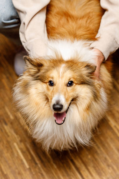 istock Happy sheltie looking down at the owner. 1456943731