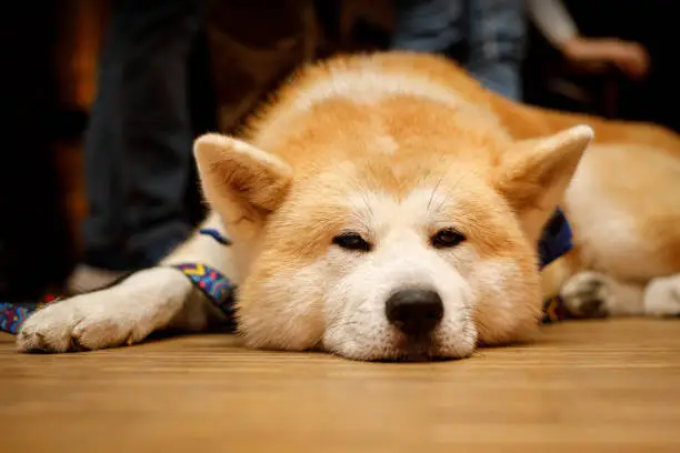 Akita Inu dog is sleeping on the house floor