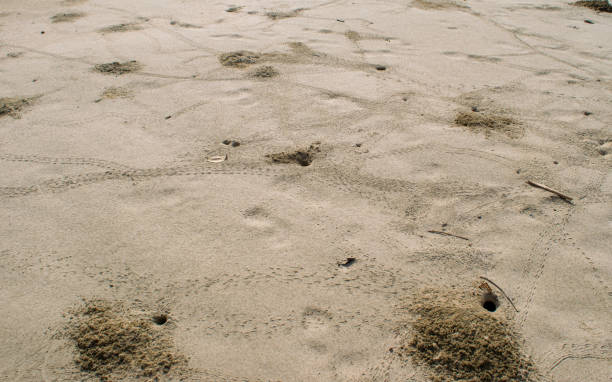 istock Crab holes at the beach 1456944479