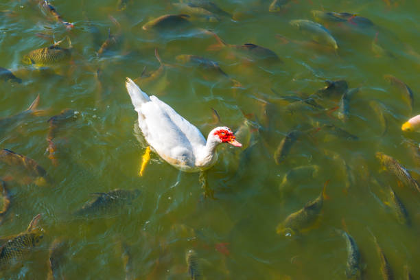 White duck on water with group of fish, Thailand.