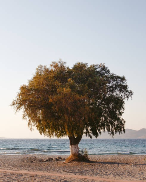 istock A tree on a beach on the Greek island of Kos. 1456946213