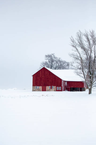 istock Wisconsin red barn and trees covered in a December snow 1456946415