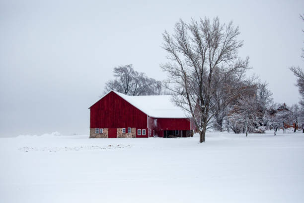 istock Wisconsin red barn and trees covered in a December snow 1456946422