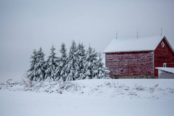 istock Wisconsin red barn and pine trees covered in a December snow 1456946466