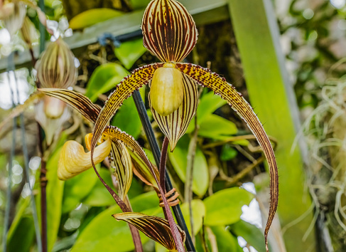 Brown Yellow Slipper Orchids Tropical Flowers Florida Cypripedioideae