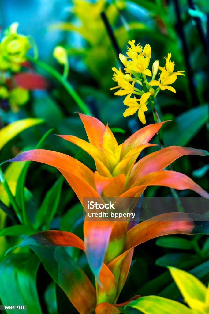 Orange Flower Drophead Tufted Airplant Fairchild Garden Coral Gables Florida Orange Flower Drophead Tufted Airplant Bromeliad Guzmania Lingulata yellow flowers Fairchild Garden Coral Gables Florida Florida - US State Stock Photo