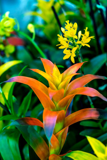 Orange Flower Drophead Tufted Airplant Fairchild Garden Coral Gables Florida Orange Flower Drophead Tufted Airplant Bromeliad Guzmania Lingulata yellow flowers Fairchild Garden Coral Gables Florida tropical blossom stock pictures, royalty-free photos & images
