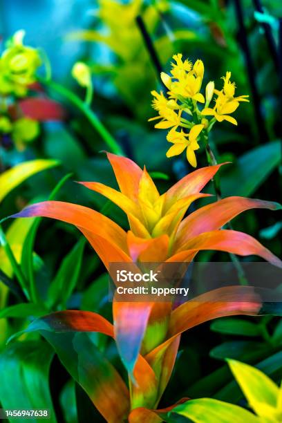 Orange Flower Drophead Tufted Airplant Fairchild Garden Coral Gables Florida Stock Photo - Download Image Now