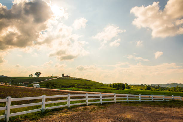 istock Landscape view of tea farm in Thai 1456948111