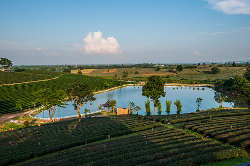 Tea farm with lake in Thai, Thailand.