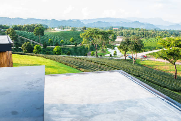 Tea farm with lake in Thai, Thailand.