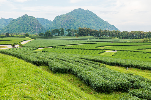 Tea plantation in Thai, Thailand.