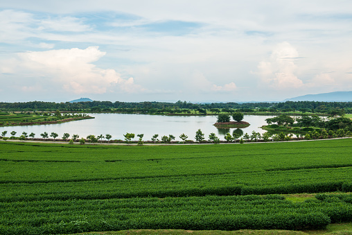 Tea farm with lake in Thai, Thailand.