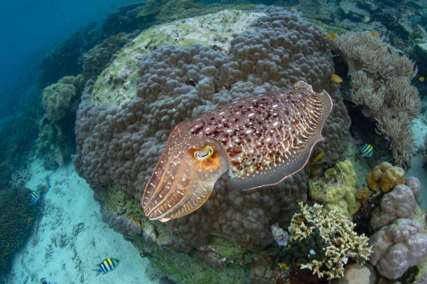 istock Cuttlefish and Reef in the Solomon Islands 1456951723