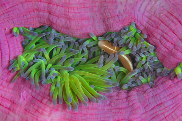 Pink Anemonefish Swims Among Green Tentacles