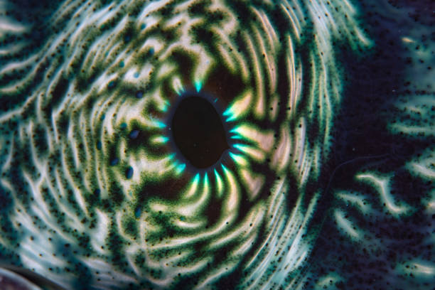 istock Abstract of Giant Clam 1456952359