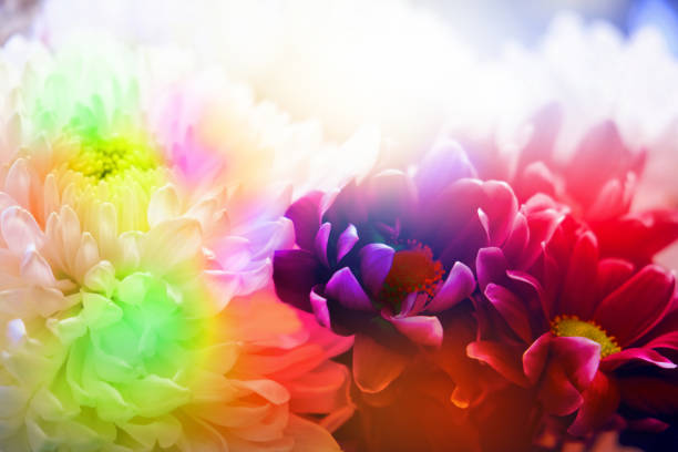 Dreamy blurred background with colorful flowers merging in a bright colored flower composition. Template banner. Wedding, Birthday, Valentines Day. Purple orange gradient toned