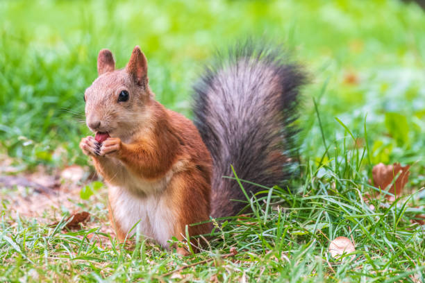 istock Autumn squirrel with nut sits on green grass with fallen yellow leaves 1456954793
