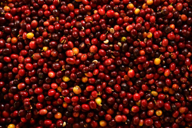 istock close up of fresh coffee beans 1456958569