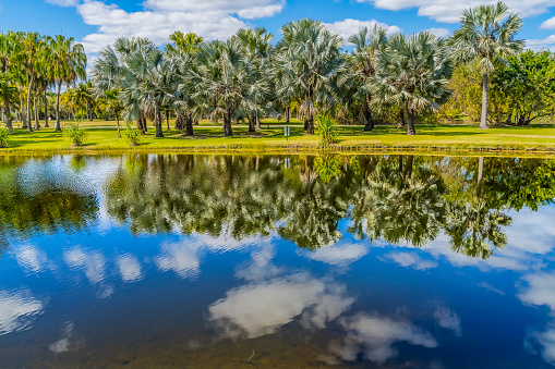 Palm trees reflecting on a small swamp in the St Marks Wildlife Refuge near Tallahassee.