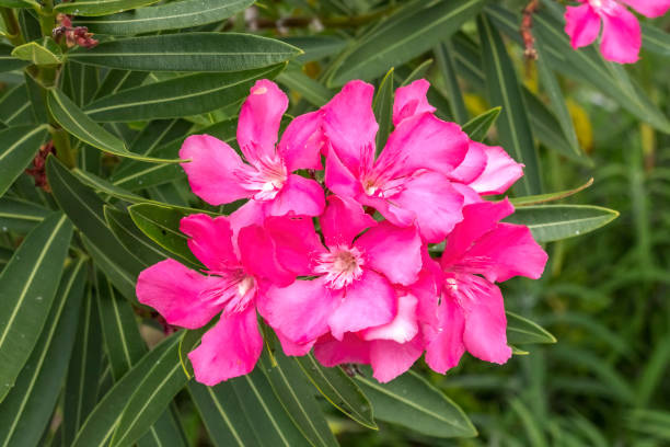 istock Pink Oleander Nerium Flowers Florida 1456959756