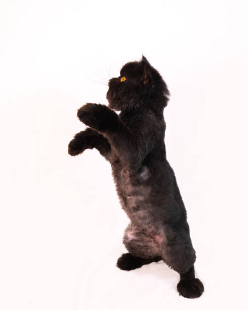 istock Black Persian exotic cat with lion cut plays standing on his hind legs 1456960185