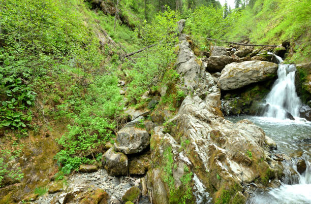 istock A mountain river with a stormy waterfall, bending around large stones, flows through a dense forest on a sunny summer day. 1456960234