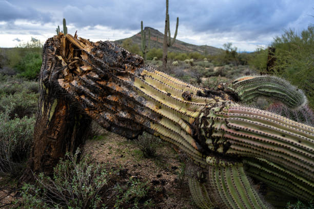 istock A fallen saguaro cactus after winter rains 1456960350