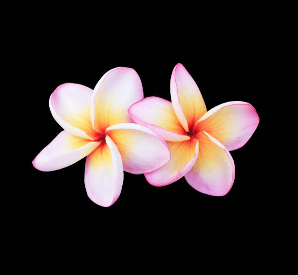 istock White plumeria flower 1456966078